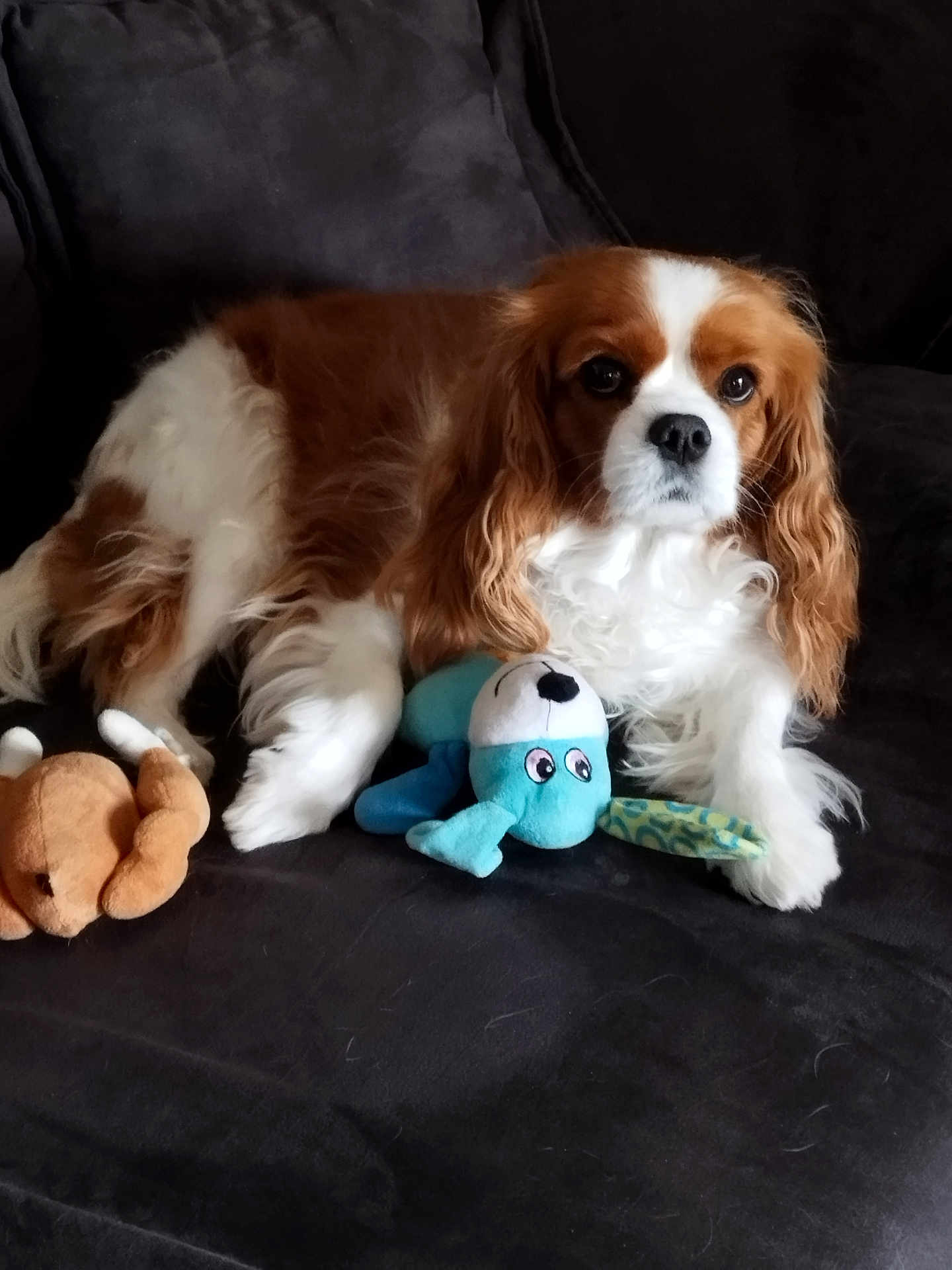 Pypa participe au concours pour gagner de l'argent avec cette photo : animal, brown_and_white, canine, cavalier_king_charles_spaniel, companion, couch, cute, dog, domestic, fluffy, fur, indoor, looking, pet, plush_toy, portrait, relaxed, resting, soft, toy