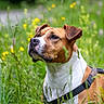 Bella participe au concours pour gagner de l'argent avec cette photo : dog, animal, pet, outdoor, meadow, grass, wildflowers, greenery, nature, brown_and_white, canine, harness, alert, portrait, summer, field, flora, mammal, watchful, side_view