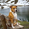 Bella participe au concours pour gagner de l'argent avec cette photo : dog, bench, wood, outdoor, nature, mountain, snow, lake, water, animal, pet, sitting, brown, white, fur, calm, scenic, landscape, grass, peaceful