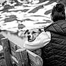 black_and_white, person, dog, bench, mountains, snow, outdoor, hugging, back_view, nature, landscape, winter, coat, scenic, calm, companionship, animal, leisure, reflection, serene