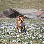 Bella participe au concours pour gagner de l'argent avec cette photo : dog, toy, field, flowers, outdoor, nature, grass, animal, pet, brown_dog, white_markings, running, playful, spring, meadow, sunlight, background, rock, happy, canine
