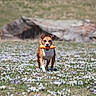 dog, toy, field, flowers, outdoor, nature, grass, animal, pet, brown_dog, white_markings, running, playful, spring, meadow, sunlight, background, rock, happy, canine