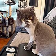Thunder joined the competition — help win amazing prizes! cat, lion_cut, groomed, couch, cat_tree, window, curtains, living_room, remote_control, lamp, orange_eyes, black_and_white_cat, furniture, pet, indoor, whiskers, fur, relaxed, seated, household