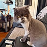 cat, lion_cut, groomed, couch, cat_tree, window, curtains, living_room, remote_control, lamp, orange_eyes, black_and_white_cat, furniture, pet, indoor, whiskers, fur, relaxed, seated, household