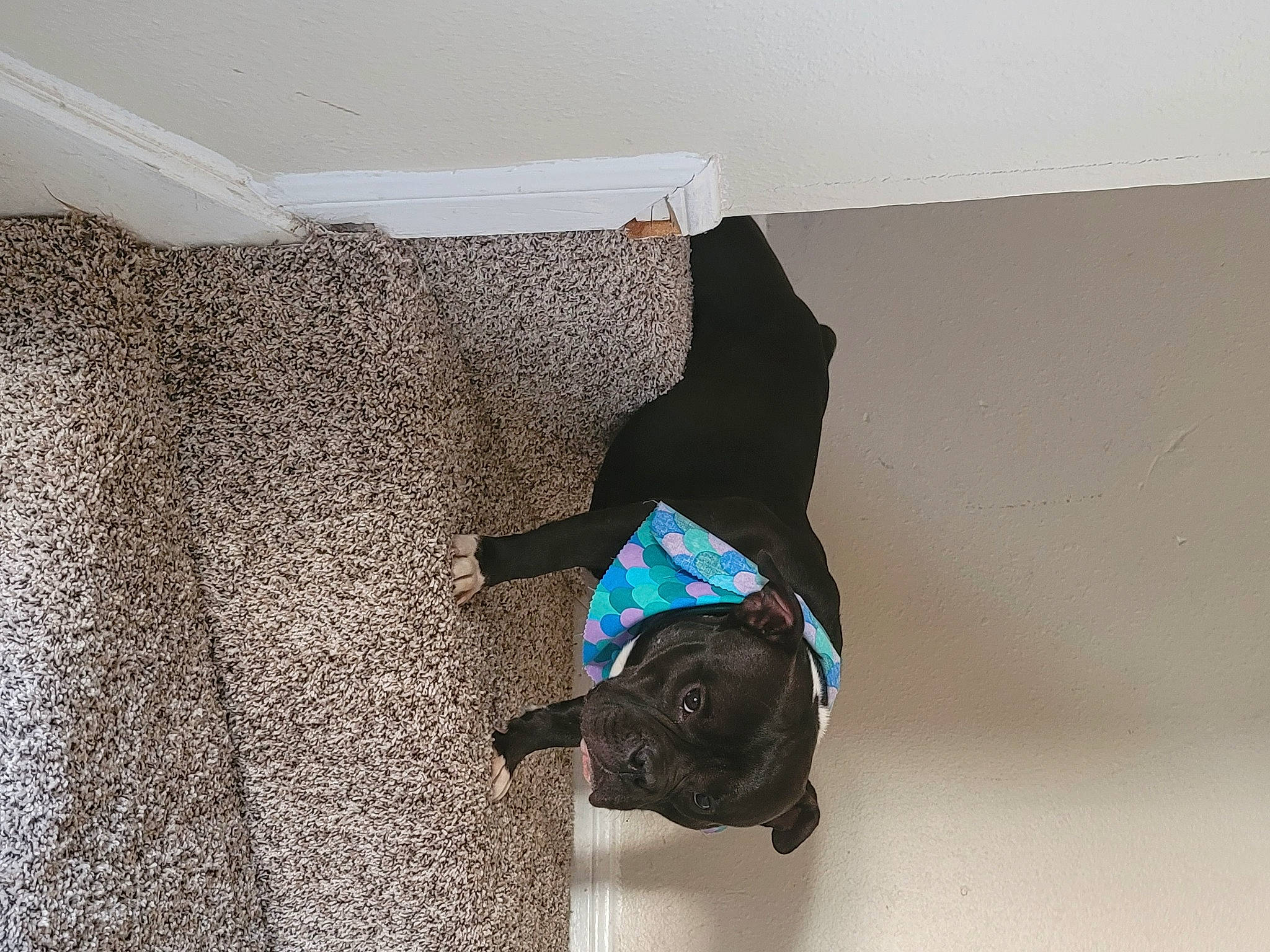 Oreo joined the competition — help win amazing prizes! bag, bedding, bedroom, carnivore, comfort, electric_blue, floor, flooring, grey, hardwood, laminate_flooring, linens, pattern, pet_supply, rectangle, room, tints_and_shades, window_treatment, wood, wood_flooring