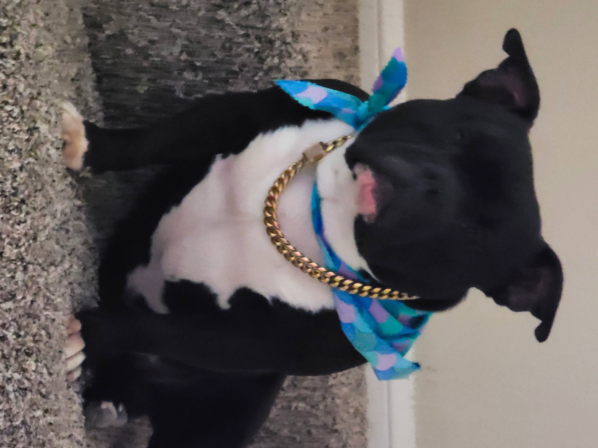 Oreo is registered to the contest to win money with this photo: canidae, carnivore, collar, companion_dog, dog, dog_breed, dog_collar, dog_supply, electric_blue, fawn, felidae, fur, leash, pet_supply, small_to_medium_sized_cats, snout, sporting_group, tail, whiskers, working_animal