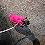 dog, pet, animal, pink_hoodie, leash, sidewalk, night, shadow, concrete, urban, walking, small_dog, clothing, outdoor, pavement, street, canine, apparel, leash_handle, hoodie