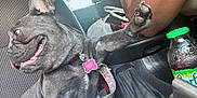 Bella Blanca joined the competition — help win amazing prizes! dog, french_bulldog, car_interior, seat, paw, collar, tag, tattoo, arm, bottle, cup_holder, window, seatbelt, black_coat, pet, happy, tongue, closeup, leash, daylight
