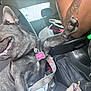 dog, french_bulldog, car_interior, seat, paw, collar, tag, tattoo, arm, bottle, cup_holder, window, seatbelt, black_coat, pet, happy, tongue, closeup, leash, daylight