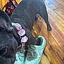 Bella Blanca joined the competition — help win amazing prizes! dog, french_bulldog, shoe, sneakers, floor, wooden_floor, collar, bow, pet, indoor, curious, close_up, black_dog, paw, toy, footwear, lace, domestic_animal, canine, mischief