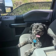 Pelusa joined the competition — help win amazing prizes! dog, car_interior, seat, sunlight, tongue_out, pet, happy, fluffy, relaxed, window, side_mirror, seat_fabric, vehicle, daytime, nature_outside, road_trip, cute, domestic_animal, companion, smiling