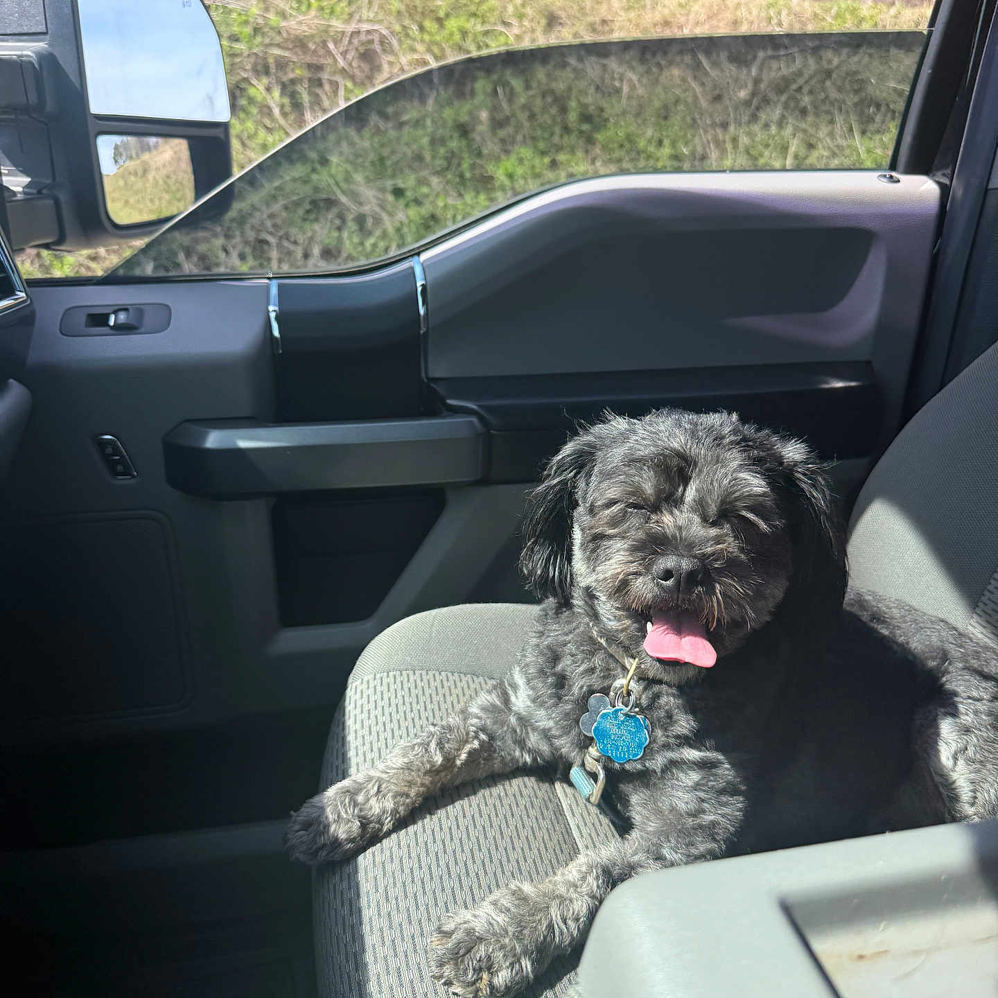 Pelusa joined the competition — help win amazing prizes! dog, car_interior, seat, sunlight, tongue_out, pet, happy, fluffy, relaxed, window, side_mirror, seat_fabric, vehicle, daytime, nature_outside, road_trip, cute, domestic_animal, companion, smiling
