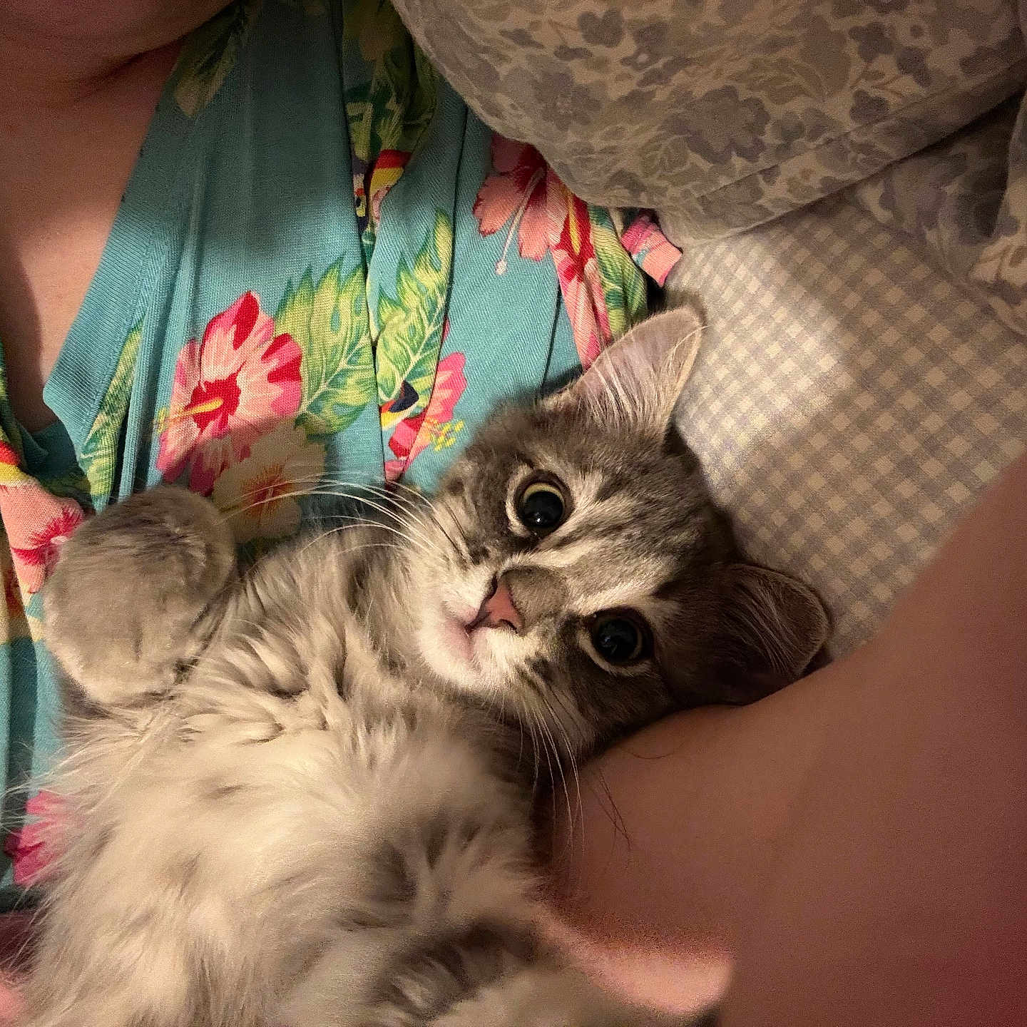 Mira is registered to the contest to win money with this photo: animal, bed, bedding, cat, closeup, cozy, curious, cute, feline, floral_shirt, fluffy, gray_tabby, human_arm, indoor, kitten, person, pet, pillow, portrait, resting