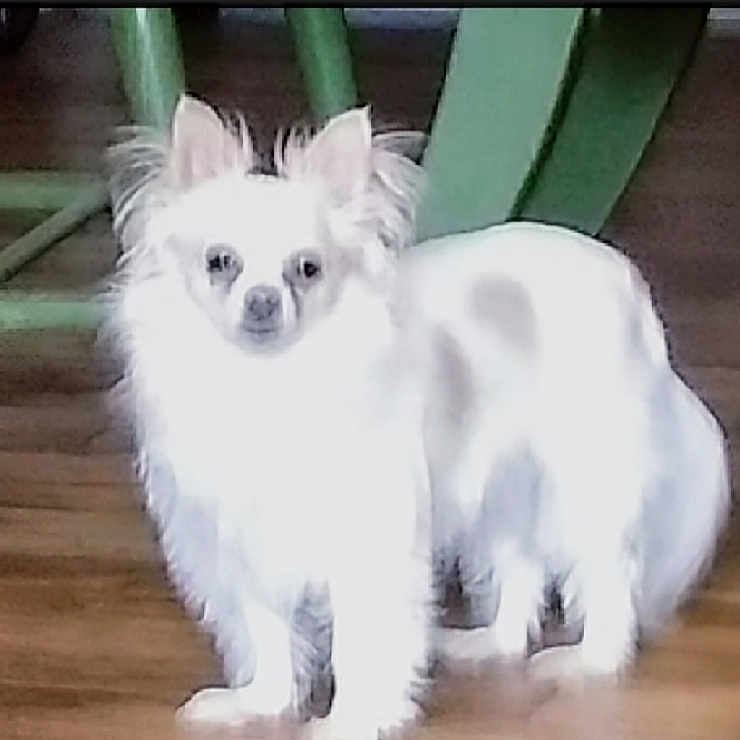 Bella is registered to the contest to win money with this photo: animal, canine, chihuahua, cockerspaniel, dog, eskimodog, papillon, person, pet, puppy