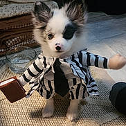 Charley is registered to the contest to win money with this photo: puppy, dog, costume, striped_suit, tie, briefcase, carpet, blanket, glass_bowl, indoor, pet, cute, small, white_fur, black_fur, portrait, animal, funny, toy_arm, standing
