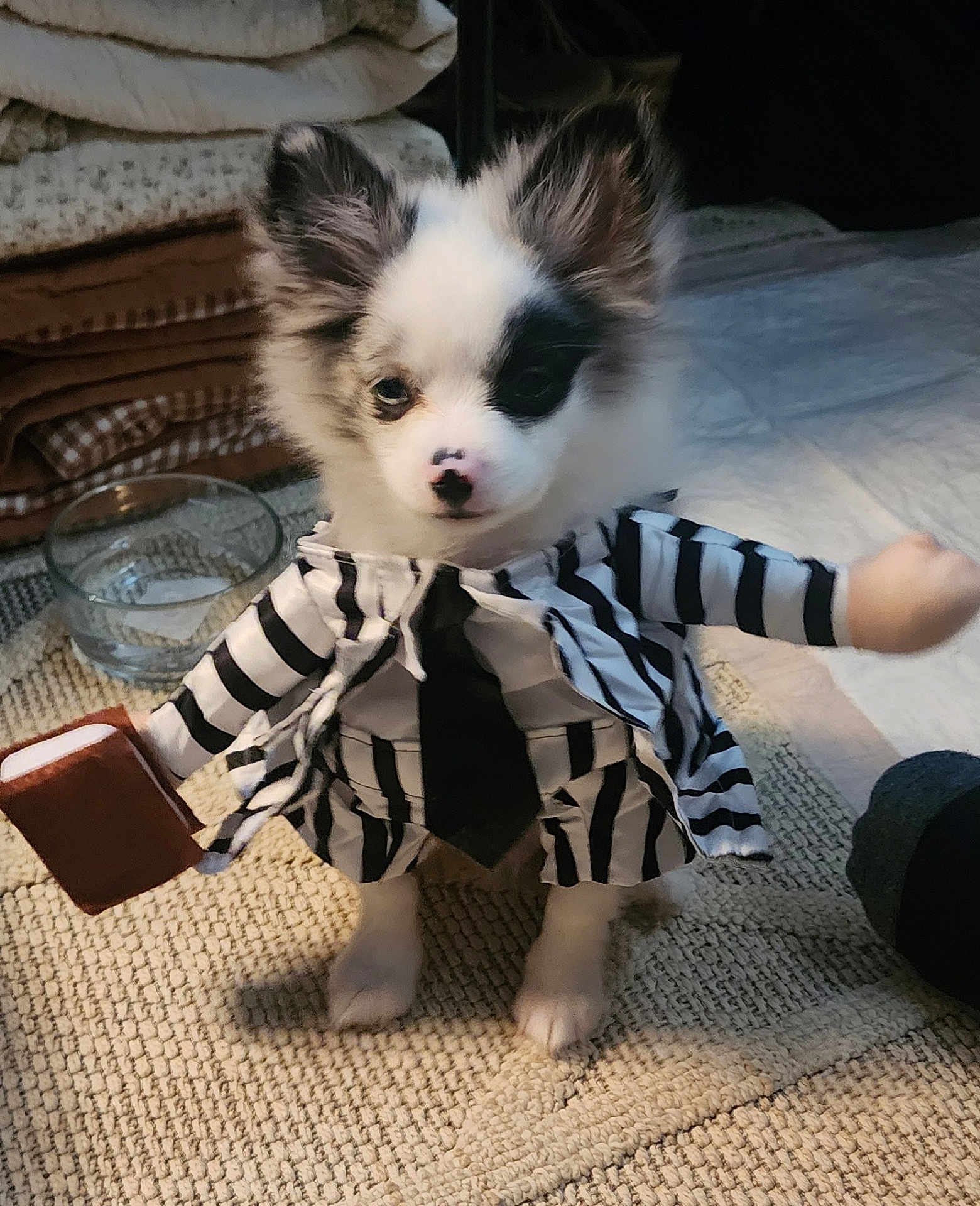 Charley is registered to the contest to win money with this photo: puppy, dog, costume, striped_suit, tie, briefcase, carpet, blanket, glass_bowl, indoor, pet, cute, small, white_fur, black_fur, portrait, animal, funny, toy_arm, standing