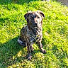 attentive, backyard, brindle, canine, companion, daytime, dog, domestic_animal, fence, fur_texture, grass, harness, looking_at_camera, outdoors, paws, pet, portrait, sitting, sunlight, yard