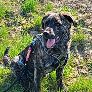 Naïka a rejoint le concours — aidez-le/la à gagner de superbes lots ! brindle_coat, canine, close_up, collar, dog, ears, field, grass, happy, harness, leash, mud, nature, outdoor, panting, pet, sitting, summer, sunlit, tongue_out