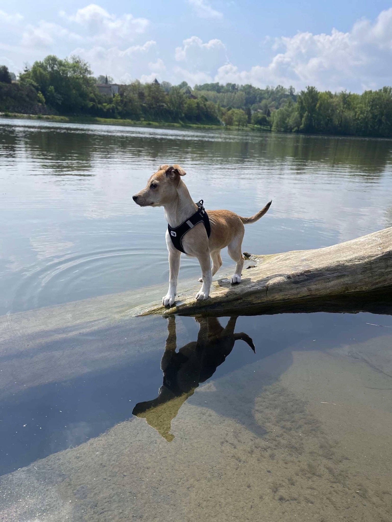 Nova participe au concours pour gagner de l'argent avec cette photo : beach, canidae, carnivore, cloud, collar, companion_dog, dog, dog_breed, dog_collar, fawn, lake, pet_supply, rampur_greyhound, sky, sporting_group, tail, tree, water, wood, working_animal