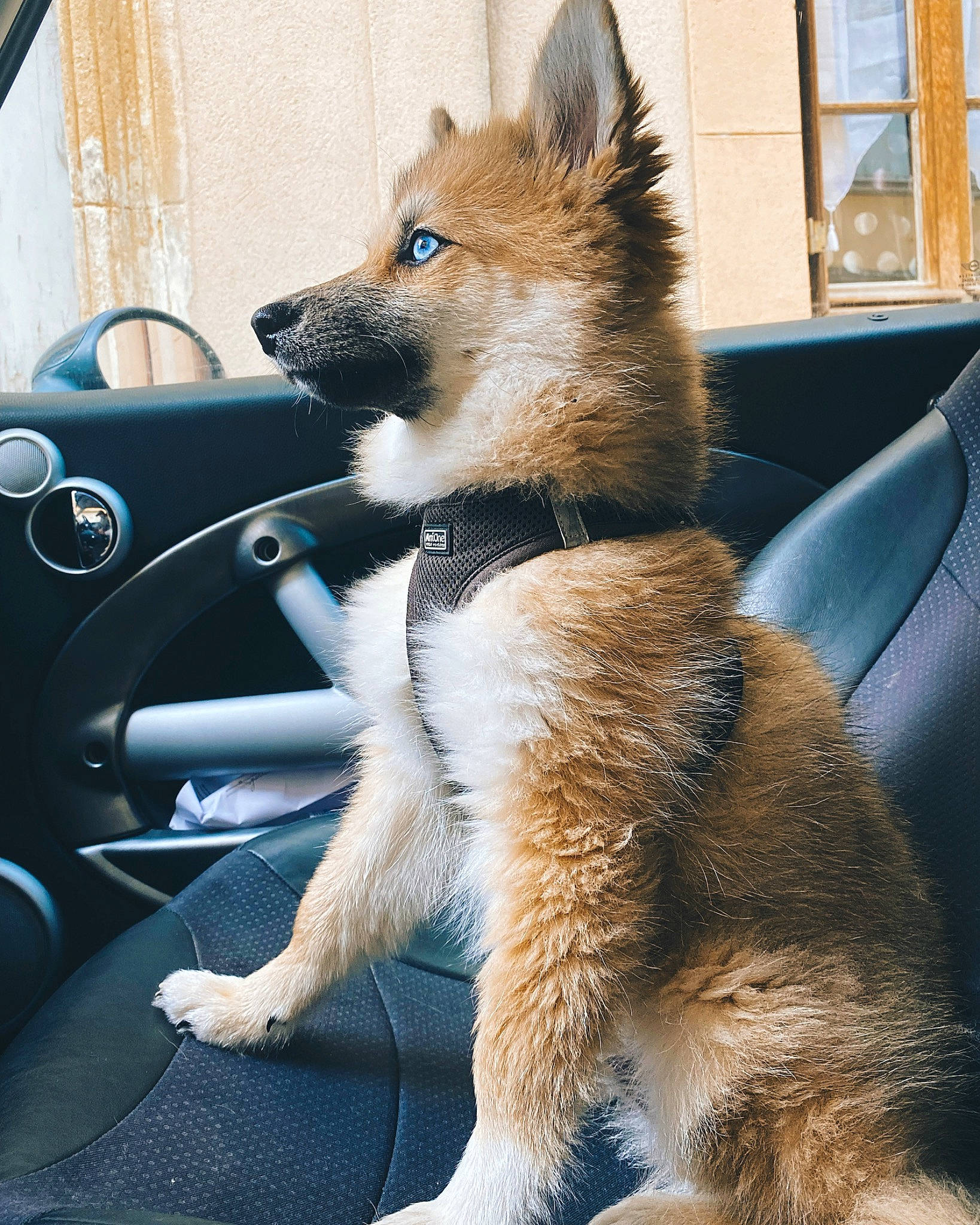 Link participe au concours pour gagner de l'argent avec cette photo : canidae, car, carnivore, collar, companion_dog, dog, dog_breed, fawn, fur, hood, motor_vehicle, snout, steering_wheel, tail, terrestrial_animal, vehicle_door, whiskers, window, windshield, working_animal