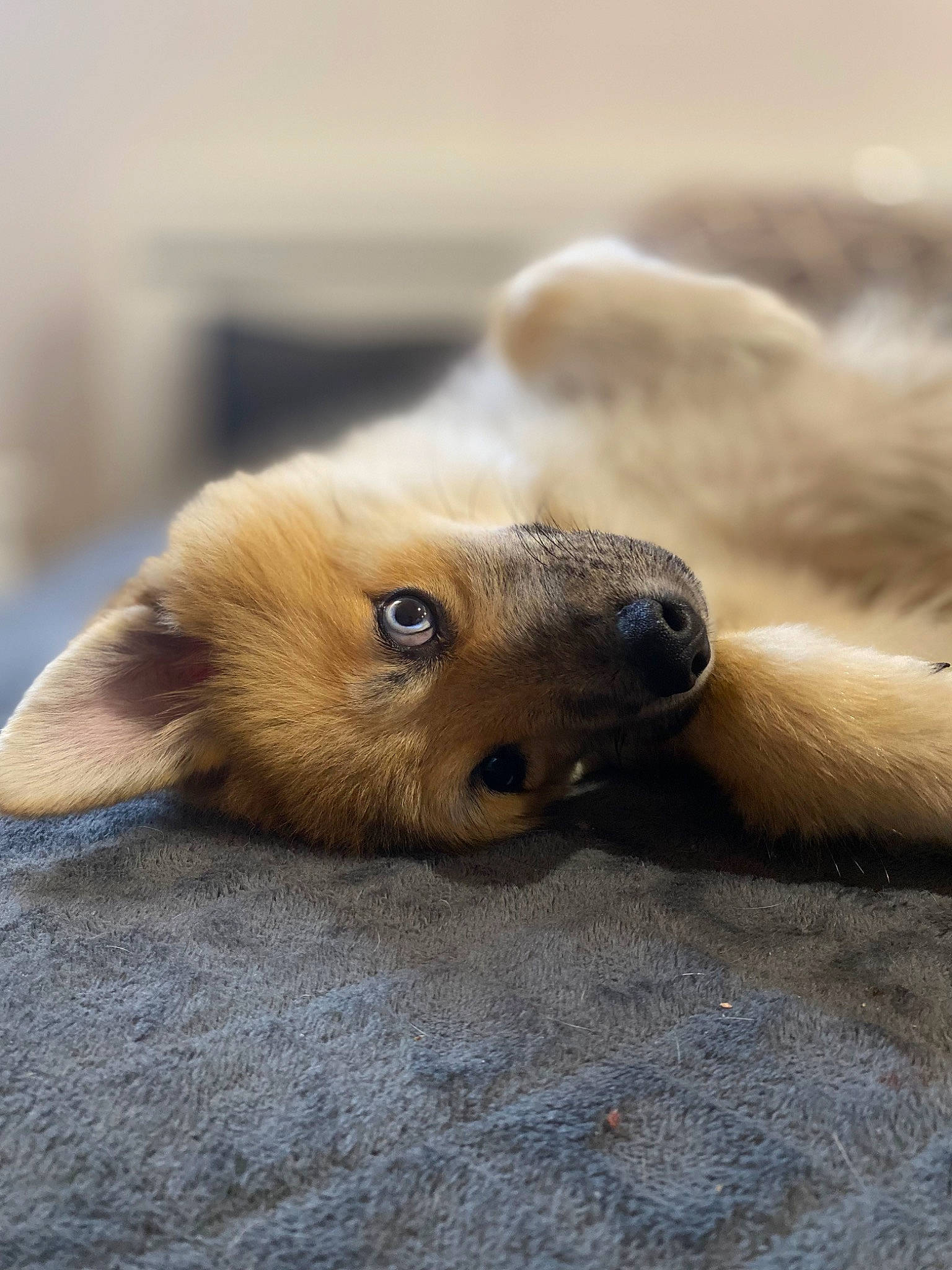Link participe au concours pour gagner de l'argent avec cette photo : canidae, carnivore, close_up, companion_dog, corgi_chihuahua, dog, dog_breed, fawn, flooring, fur, liver, paw, puppy, snout, sporting_group, terrestrial_animal, whiskers, wildlife, wood, working_animal