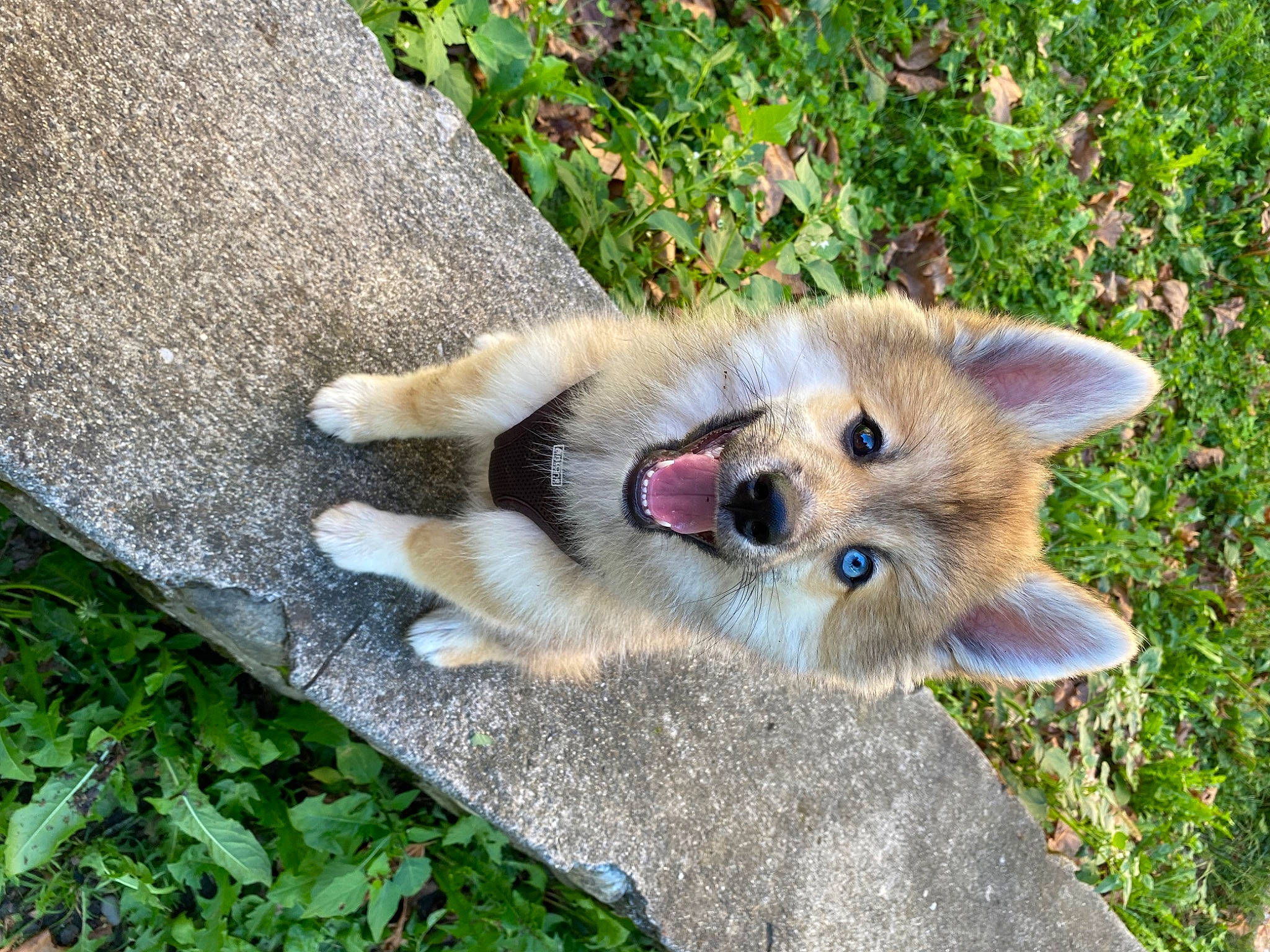 Link a rejoint le concours — aidez-le/la à gagner de superbes lots ! canidae, canis, carnivore, companion_dog, dog, dog_breed, fawn, fox, fur, german_spitz_mittel, grass, plant, puppy, spitz, sporting_group, tail, terrestrial_animal, whiskers, wildlife, working_animal