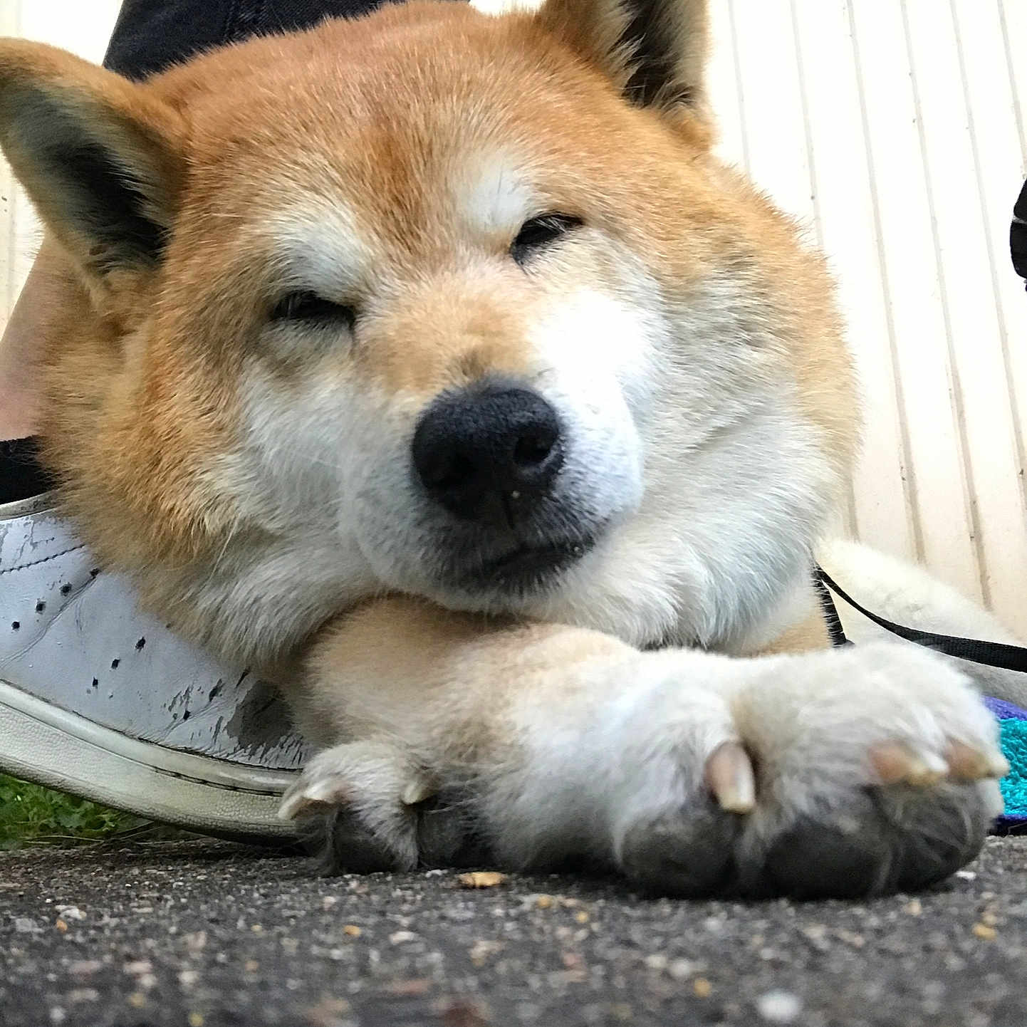 Juno participe au concours pour gagner de l'argent avec cette photo : animal, black_nose, brown_fur, canine, close_up, cute, dog, ears, face, fur, leash, outdoor, pavement, paw, pet, relaxed, resting, shiba_inu, sleepy, white_sneaker