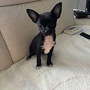 Milo joined the competition — help win amazing prizes! puppy, dog, small_dog, black_and_white, cute, fluffy_blanket, indoor, couch, pet, animal, ears, sitting, curious, head_tilt, domestic, young, fur, companion, cozy, home