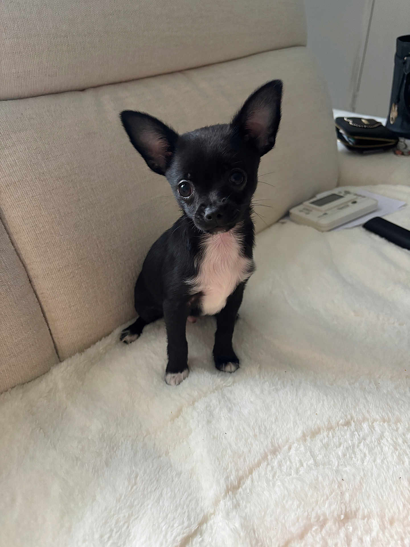 Milo joined the competition — help win amazing prizes! puppy, dog, small_dog, black_and_white, cute, fluffy_blanket, indoor, couch, pet, animal, ears, sitting, curious, head_tilt, domestic, young, fur, companion, cozy, home