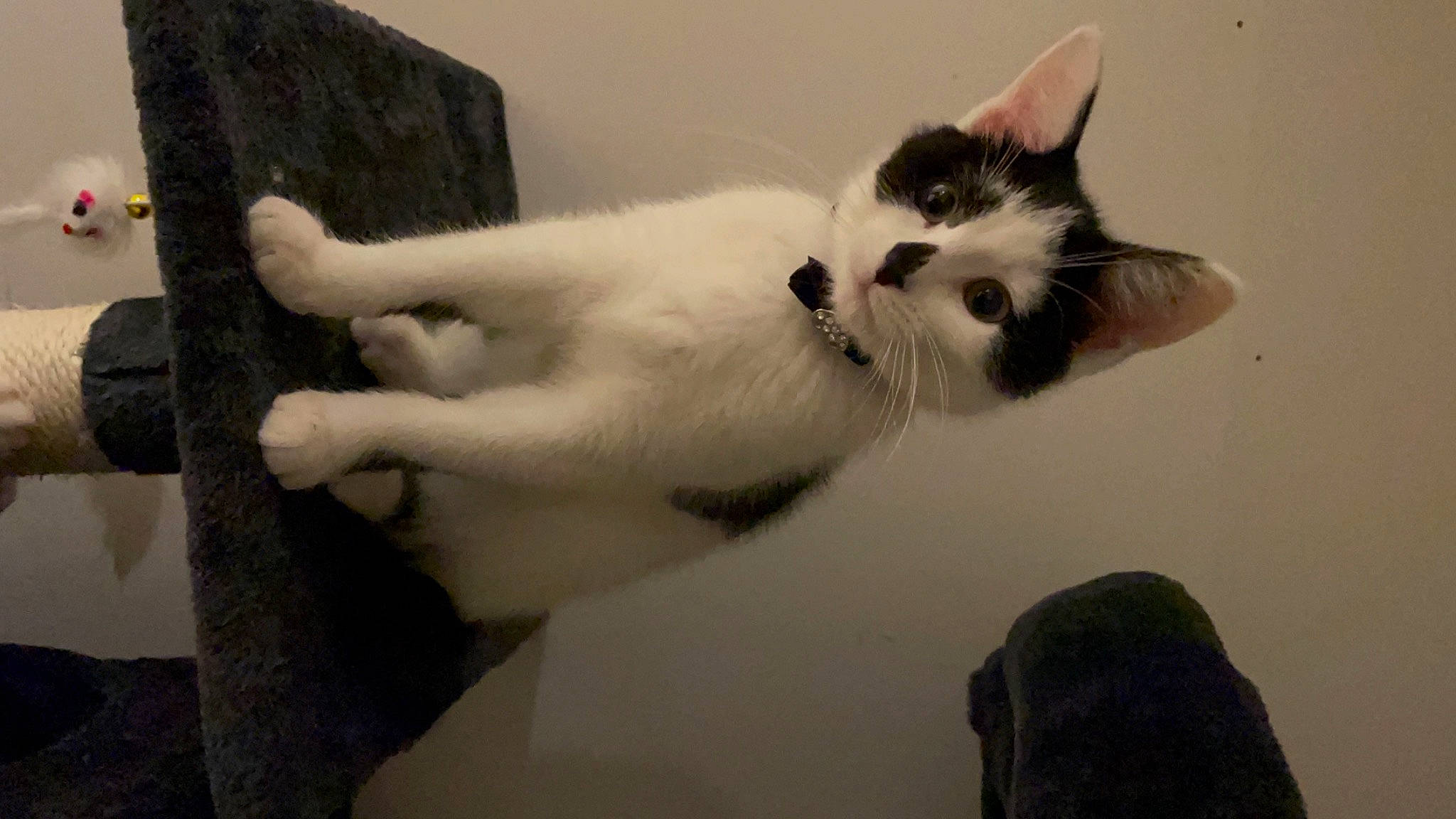 Dot joined the competition — help win amazing prizes! cardboard, carnivore, cat, claw, comfort, domestic_short_haired_cat, felidae, fur, grey, monochrome, monochrome_photography, paper_product, paw, room, small_to_medium_sized_cats, snout, tail, whiskers, wood