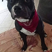 Preston a rejoint le concours — aidez-le/la à gagner de superbes lots ! dog, black_dog, red_bandana, pet, indoor, blanket, floor_tiles, curious, attentive, sitting, animal, companion, cute, domestic, closeup, portrait, looking_up, household, canine, friendly