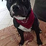 dog, black_dog, red_bandana, pet, indoor, blanket, floor_tiles, curious, attentive, sitting, animal, companion, cute, domestic, closeup, portrait, looking_up, household, canine, friendly