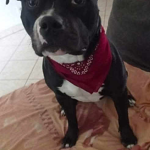 Preston a rejoint le concours — aidez-le/la à gagner de superbes lots ! dog, black_dog, red_bandana, pet, indoor, blanket, floor_tiles, curious, attentive, sitting, animal, companion, cute, domestic, closeup, portrait, looking_up, household, canine, friendly