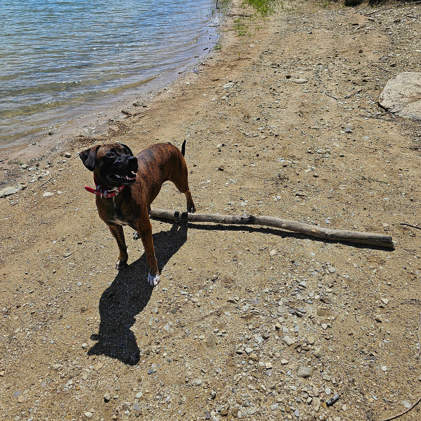 Alma a rejoint le concours — aidez-le/la à gagner de superbes lots ! accessories, animal, beach, boxer, bulldog, canine, coast, dog, frenchbulldog, nature, outdoors, pet, rock, sea, shoreline, soil, strap, summer, water, wood