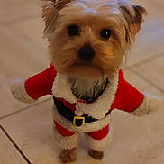 Vadim a rejoint le concours — aidez-le/la à gagner de superbes lots ! dog, small_dog, santa_outfit, costume, holiday, festive, pet, indoor, tile_floor, fur, cute, animal, christmas, red_clothing, black_belt, white_trim, puppy, looking_up, pet_clothing, adorable