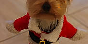 Vadim a rejoint le concours — aidez-le/la à gagner de superbes lots ! adorable, animal, black_belt, christmas, costume, cute, dog, festive, fur, holiday, indoor, looking_up, pet, pet_clothing, puppy, red_clothing, santa_outfit, small_dog, tile_floor, white_trim