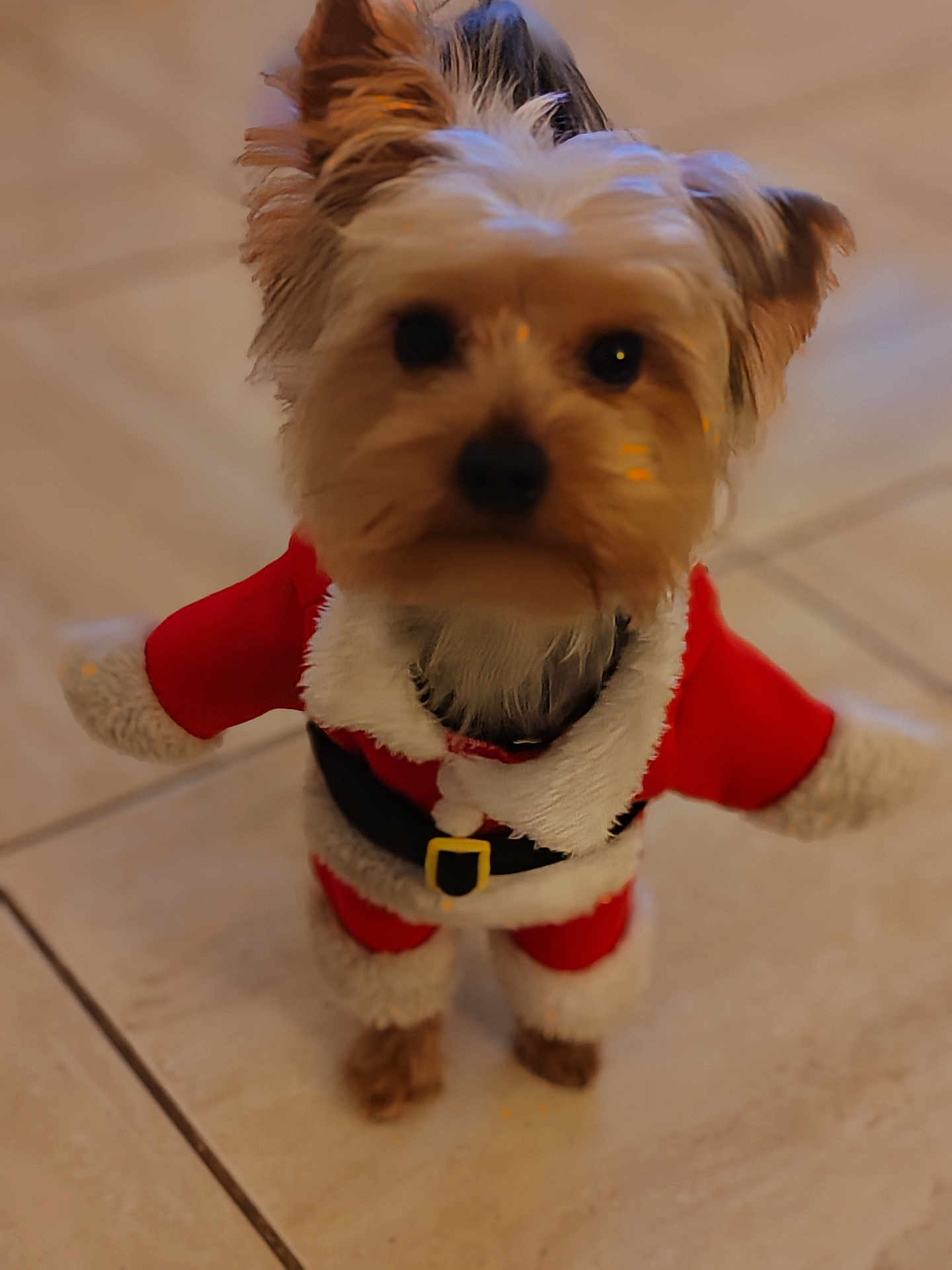 Vadim a rejoint le concours — aidez-le/la à gagner de superbes lots ! dog, small_dog, santa_outfit, costume, holiday, festive, pet, indoor, tile_floor, fur, cute, animal, christmas, red_clothing, black_belt, white_trim, puppy, looking_up, pet_clothing, adorable