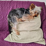 Vadim a rejoint le concours — aidez-le/la à gagner de superbes lots ! animal, canine, comfortable, couch, cozy, dog, fur, furniture, harness, home, indoor, napping, pet, pillow, purple_couch, quilted, relaxed, resting, sleeping, small_dog