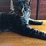 alert, animal, cat, closeup, curtain, domestic_animal, ears, eyes, feline, fur, house, indoor, mischievous, natural_light, pet, resting, tabby, whiskers, window, wooden_table