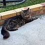cat, tabby_cat, animal, pet, grass, brick, concrete, outdoor, lounge, fur, whiskers, tail, nature, quiet, resting, feline, daylight, background, metal_stand, ground