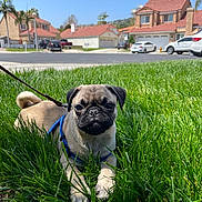 Stewie joined the competition — help win amazing prizes! animal, canine, car, cute, daytime, dog, grass, greenery, harness, house, leash, lying_down, nature, outdoor, pet, pug, puppy, small_dog, suburb, sunny