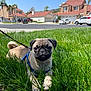 animal, canine, car, cute, daytime, dog, grass, greenery, harness, house, leash, lying_down, nature, outdoor, pet, pug, puppy, small_dog, suburb, sunny