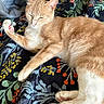 cat, orange_cat, white_fur, animal, pet, sleeping, relaxed, paw, toy, blanket, floral_pattern, indoor, cute, feline, cozy, resting, fur, whiskers, pink_paw_pads, domestic_animal