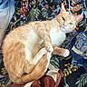 Baby-Girl is registered to the contest to win money with this photo: cat, orange_cat, white_fur, pet, animal, lying_down, relaxed, whiskers, paw, tail, blanket, patterned_fabric, floral_pattern, indoor, cozy, fur, cute, domestic_cat, resting, closeup