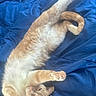 cat, orange_cat, white_fur, stretching, paw, bed, blanket, blue_blanket, fur, pet, relaxed, indoor, cozy, cute, animal, whiskers, sleepy, domestic_cat, resting, feline