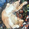 cat, orange_cat, white_fur, stretching, relaxed, floral_blanket, pattern, indoor, pet, whiskers, paw, tail, cute, sleepy, feline, cozy, animal, resting, soft, domestic_cat