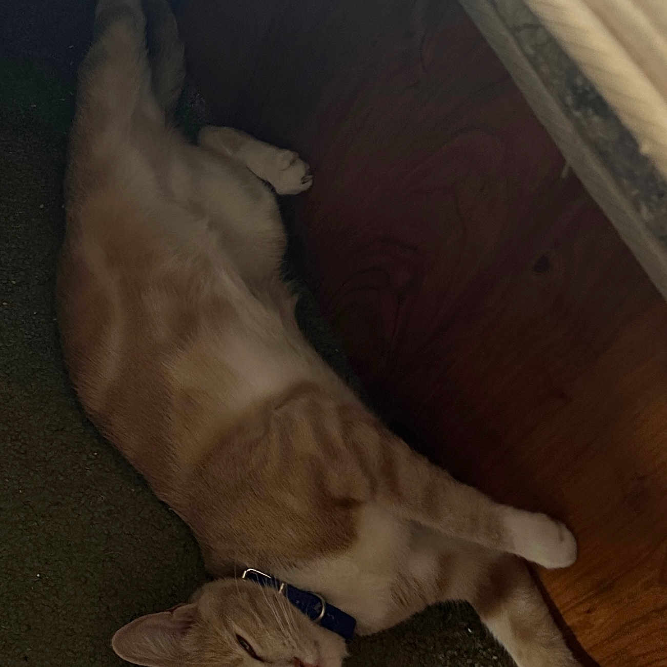 Baby-Girl is registered to the contest to win money with this photo: animal, carpet, cat, closeup, collar, cute, domestic_cat, feline, fur, indoor, orange_cat, pet, quiet, relaxed, resting, sleepy, stretching, striped, whiskers, wooden_floor