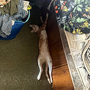 Baby Girl is registered to the contest to win money with this photo: animal, blanket, carpet, cat, clothes, collar, cozy, curious, feline, floor, home, indoor, lying_down, messy_room, orange_cat, pet, relaxed, stretching, white_cat, wood_floor