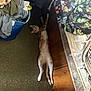 animal, blanket, carpet, cat, clothes, collar, cozy, curious, feline, floor, home, indoor, lying_down, messy_room, orange_cat, pet, relaxed, stretching, white_cat, wood_floor