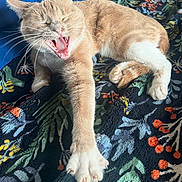 Baby Girl joined the competition — help win amazing prizes! cat, feline, pet, stretching, yawning, indoor, blanket, floral_pattern, orange_cat, white_paws, paw, fur, whiskers, cute, animal, relaxed, home, cozy, sleepy, expression